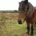 A Dartmoor pony on the roadside near Clearbrook, A Wander Around Hoo Meavy and Burrator, Dartmoor, Devon - 18th December 2005