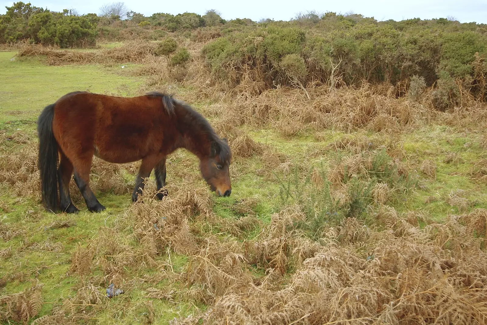 Another pony - photography like a tourist, from A Wander Around Hoo Meavy and Burrator, Dartmoor, Devon - 18th December 2005