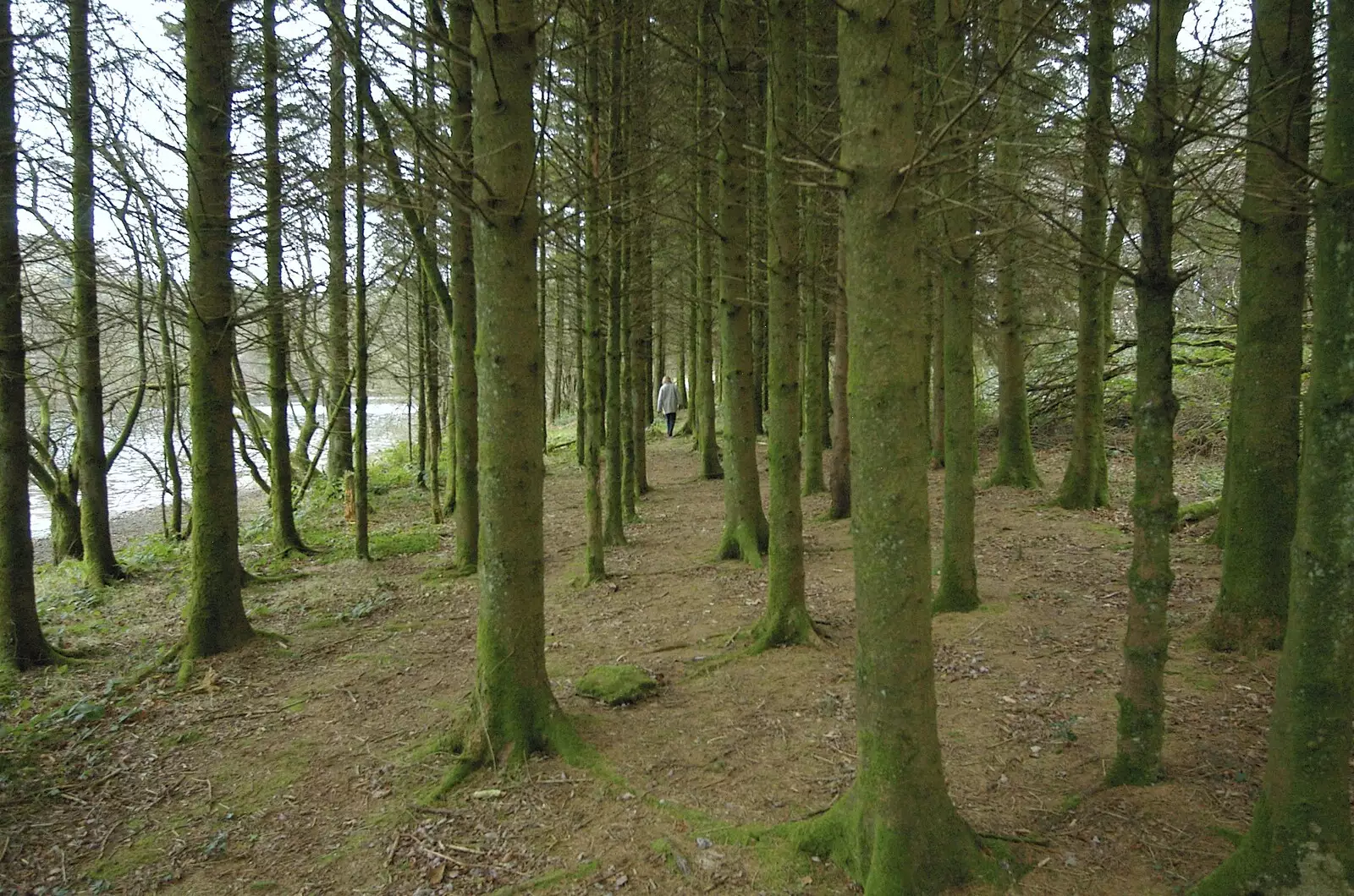 Mother in the pine trees, from A Wander Around Hoo Meavy and Burrator, Dartmoor, Devon - 18th December 2005