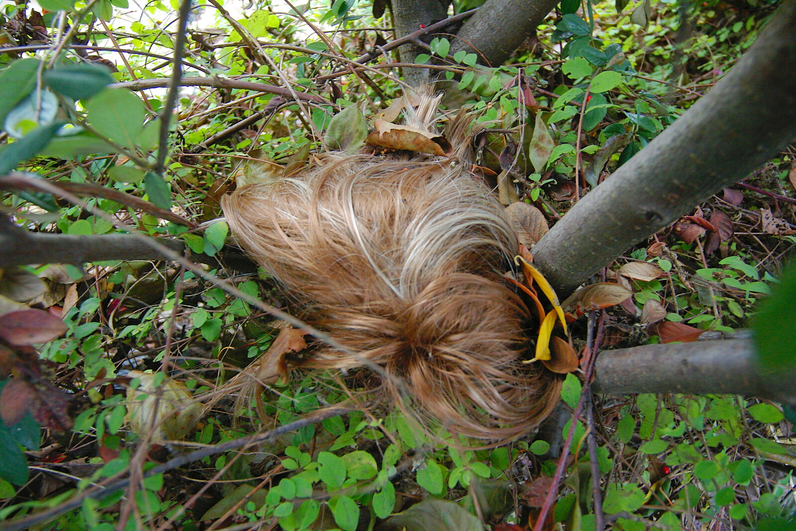 There's an abandoned wig in a hedge in Cambridge from Pre-Christmas Roundup: Wigs, Beers and Kebabs, Diss, Norfolk - 24th December 2005