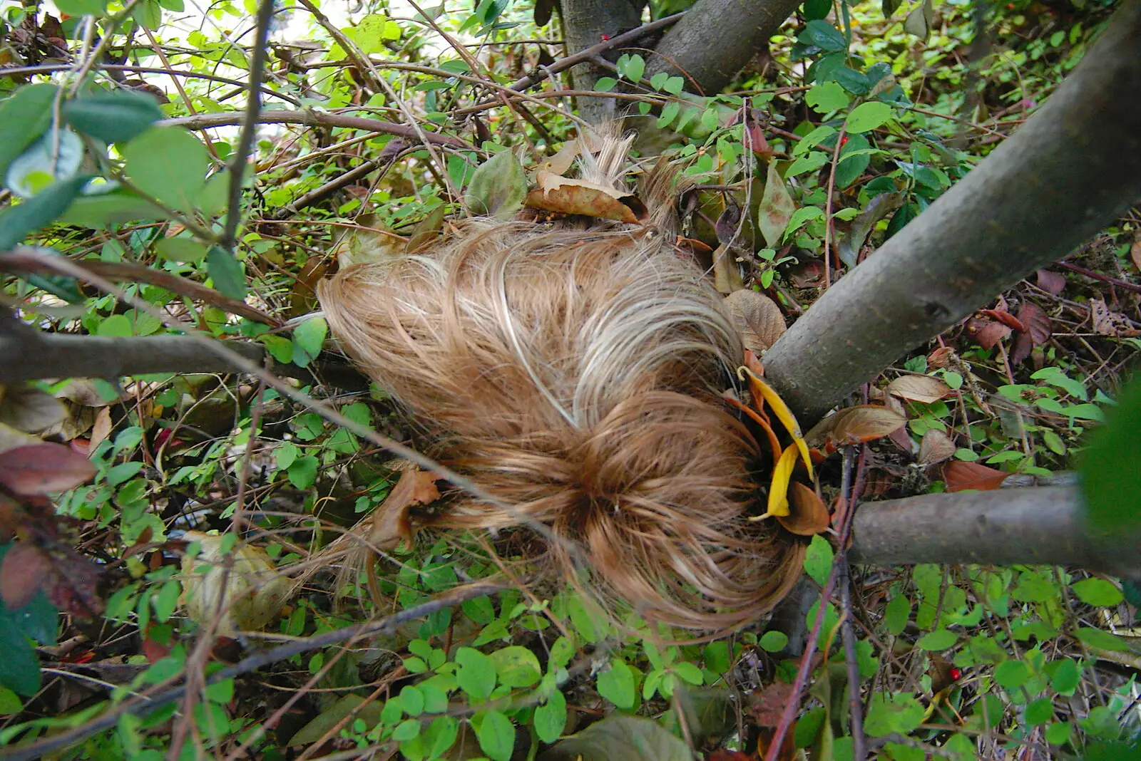 There's an abandoned wig in a hedge in Cambridge, from Pre-Christmas Roundup: Wigs, Beers and Kebabs, Diss, Norfolk - 24th December 2005