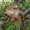 There's an abandoned wig in a hedge in Cambridge, Pre-Christmas Roundup: Wigs, Beers and Kebabs, Diss, Norfolk - 24th December 2005