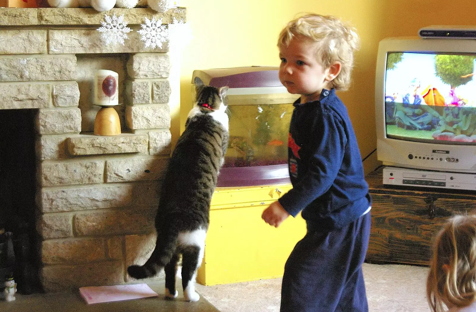 The cat, Holly, watches fish in the tank, from Boxing Day Miscellany, Hordle and Barton-on-Sea, Hampshire - 26th December 2005