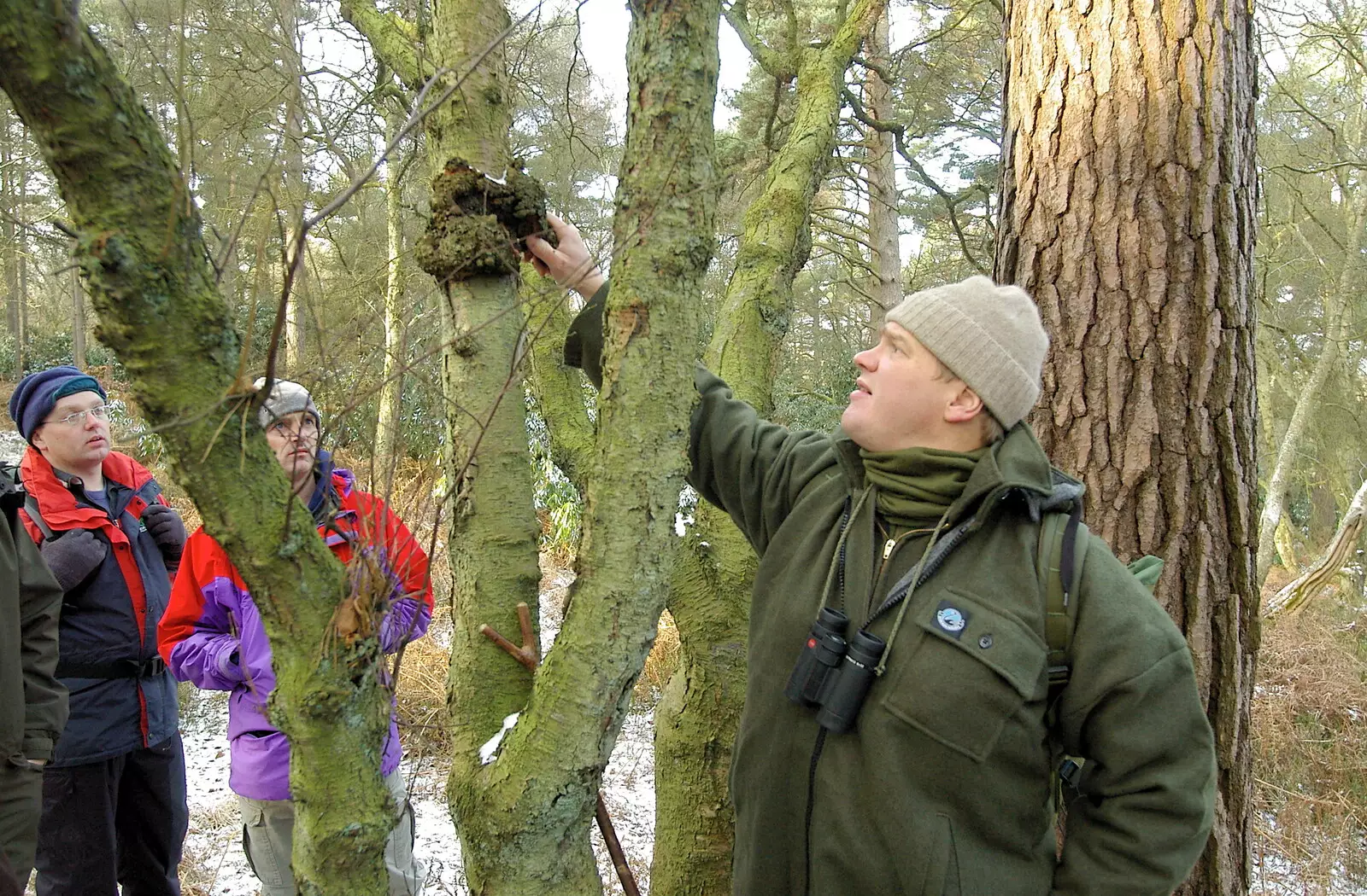 Ray finds something interesting in a tree, from Walk Like a Shadow: A Day With Ray Mears, Ashdown Forest, East Sussex - 29th December 2005