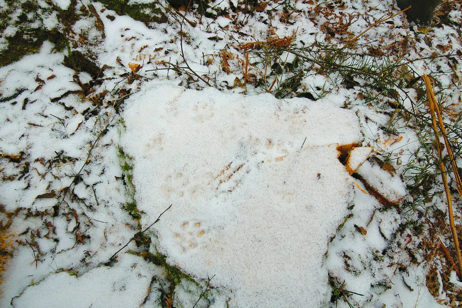 Fox tracks, from Walk Like a Shadow: A Day With Ray Mears, Ashdown Forest, East Sussex - 29th December 2005