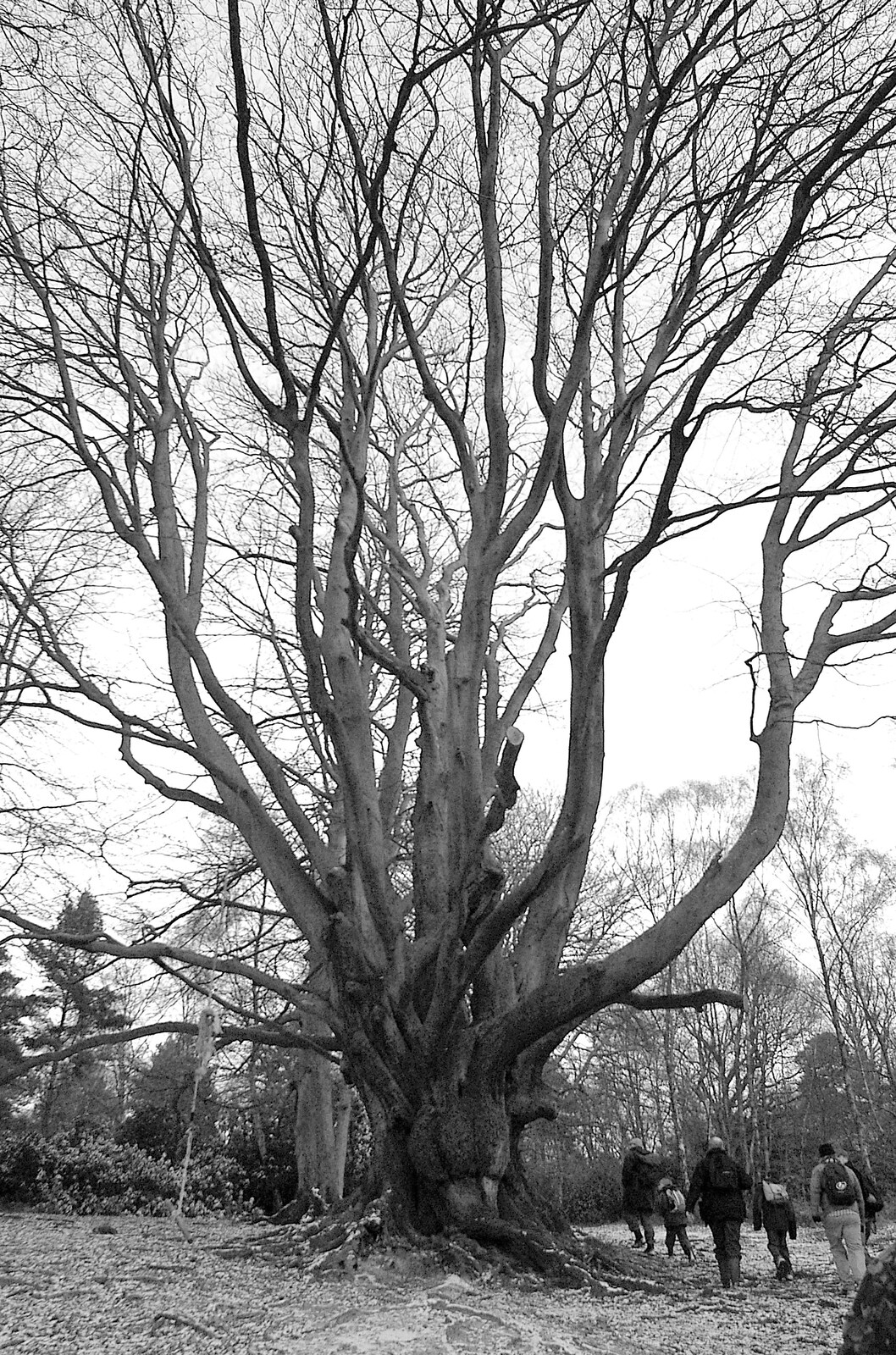 A huge beech tree, pollarded 600 years ago from Walk Like a Shadow: A Day With Ray Mears, Ashdown Forest, East Sussex - 29th December 2005