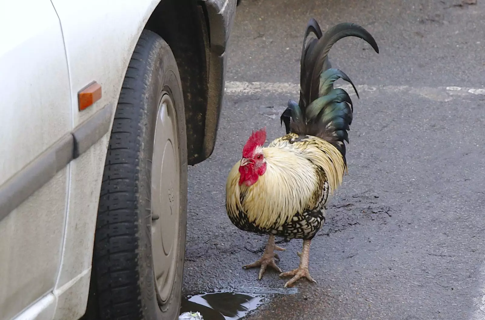 A chicken roams around Morisson's car park, from Dom in da Chapel, Safeway Chickens and Evil Supermarkets, Harleston and Grimston - 15th January 2006