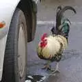 A chicken roams around Morisson's car park, Dom in da Chapel, Safeway Chickens and Evil Supermarkets, Harleston and Grimston - 15th January 2006