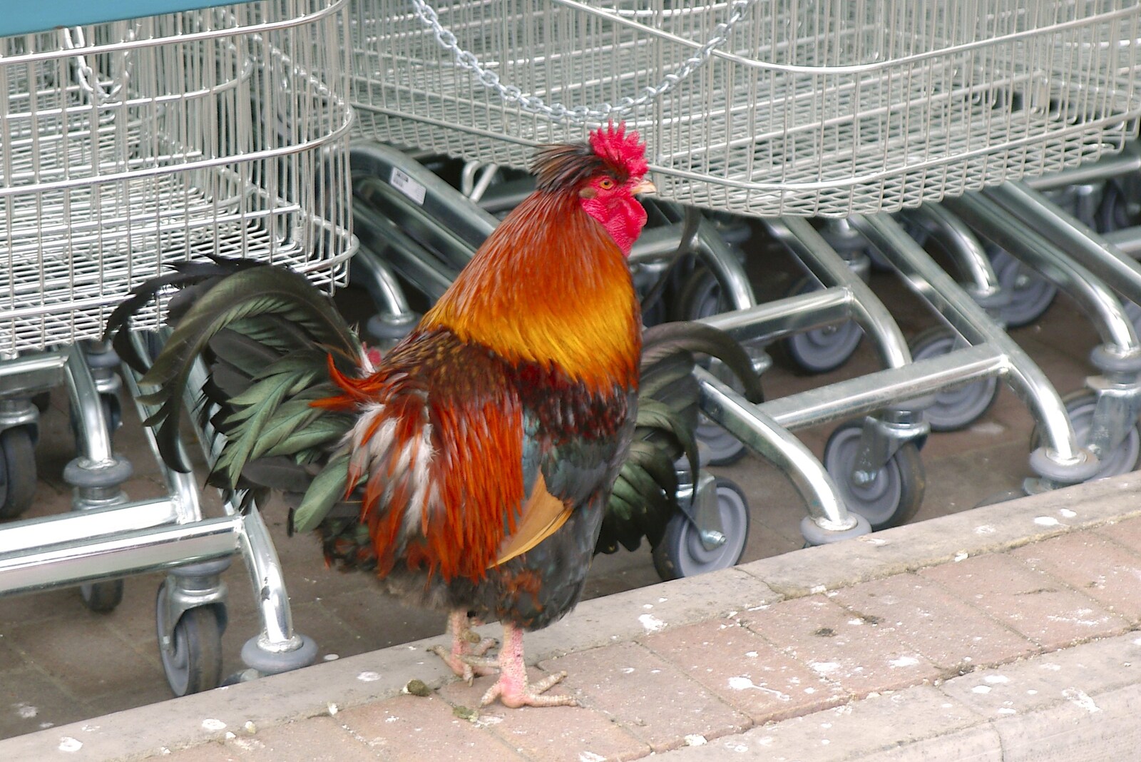 A cockerel pokes about near the trolleys from Dom in da Chapel, Safeway Chickens and Evil Supermarkets, Harleston and Grimston - 15th January 2006