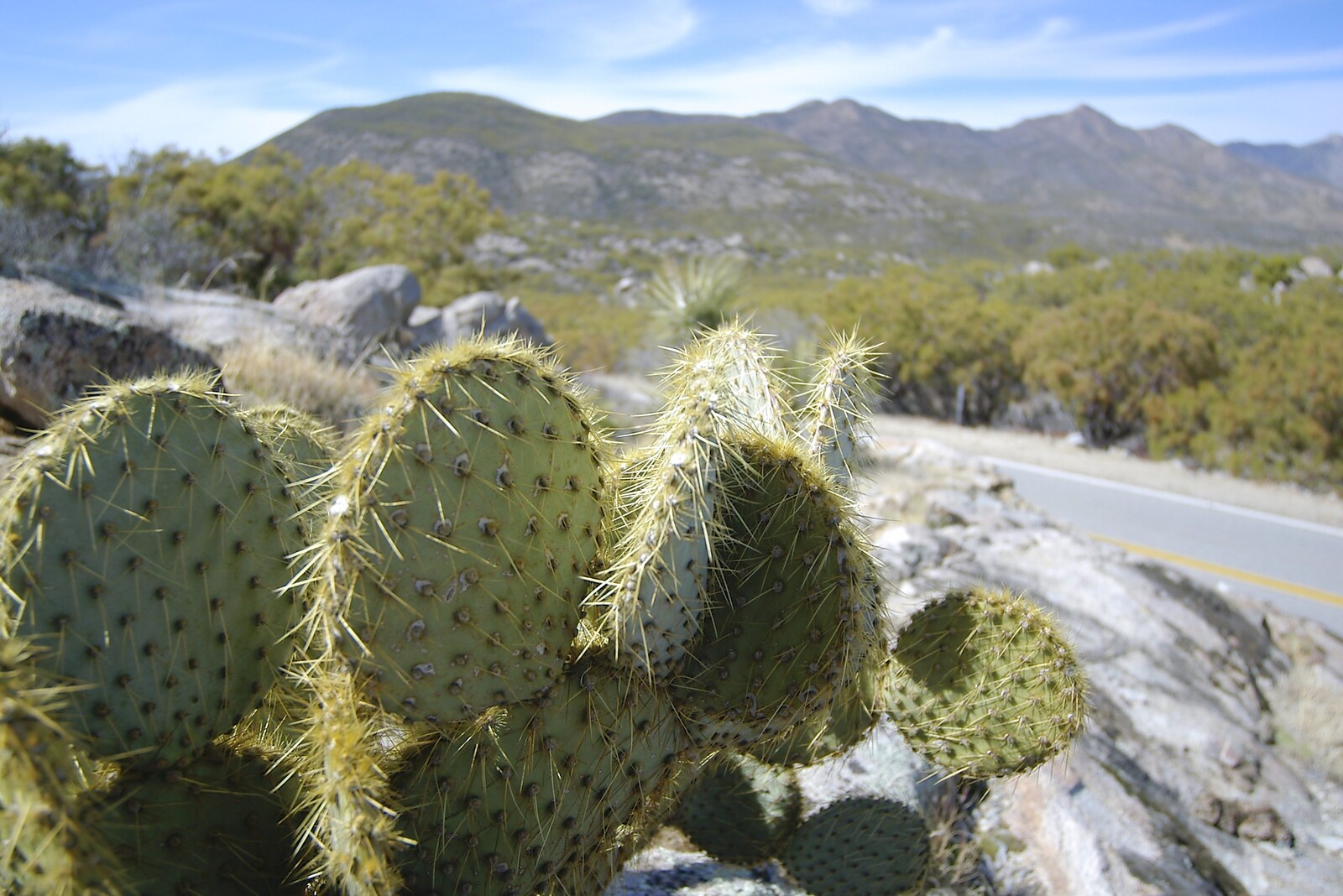 Prickly Pear cactus from Mojave Desert: San Diego to Joshua Tree and Twentynine Palms, California, US - 5th March 2006