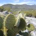 Prickly Pear cactus, Mojave Desert: San Diego to Joshua Tree and Twentynine Palms, California, US - 5th March 2006