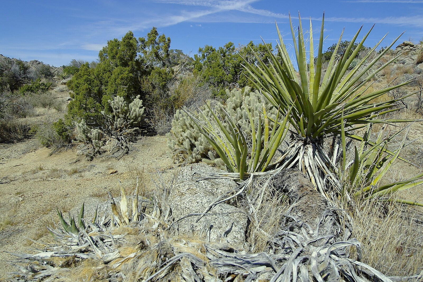 An assortment of desert plants from Mojave Desert: San Diego to Joshua Tree and Twentynine Palms, California, US - 5th March 2006