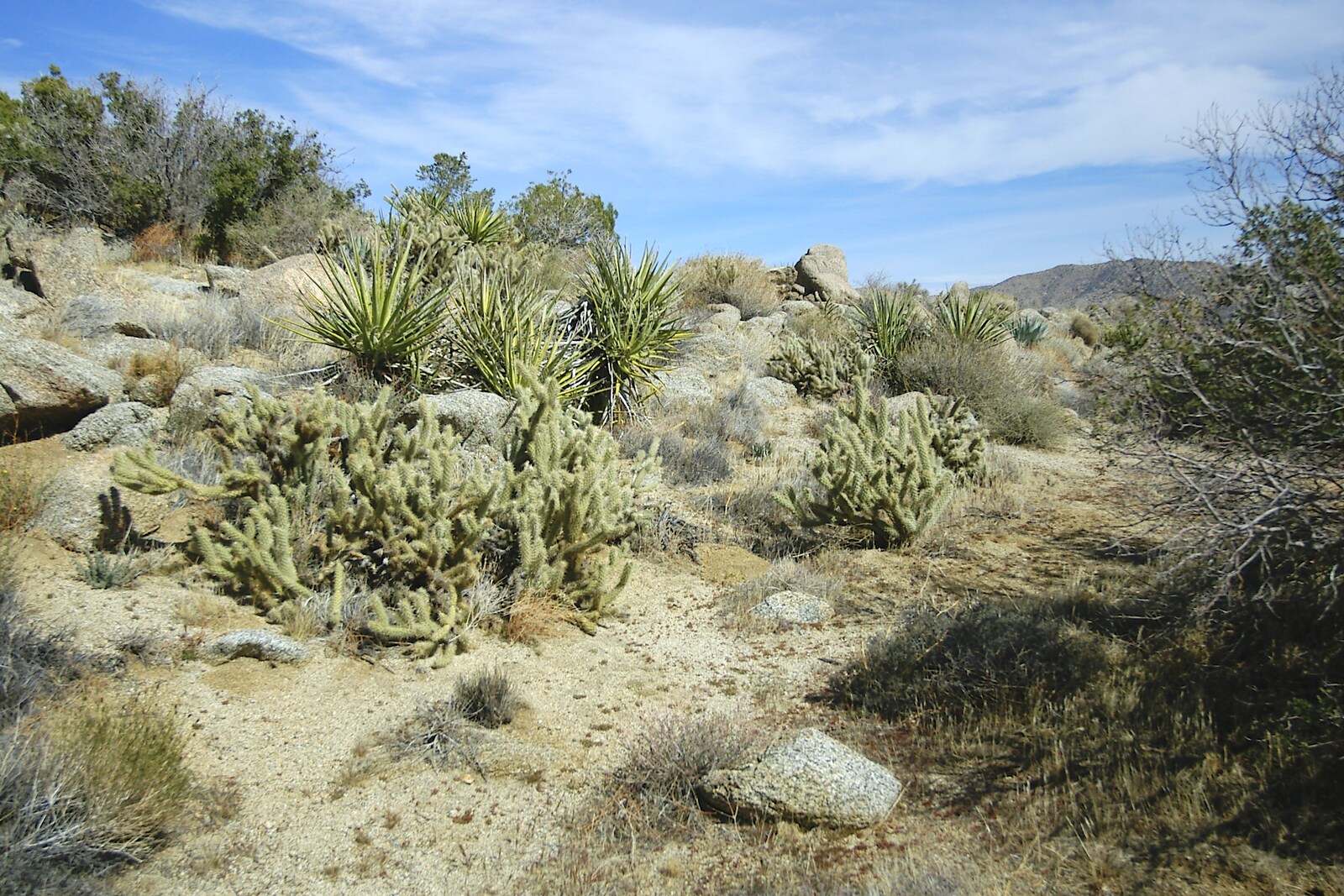 More desert cacti from Mojave Desert: San Diego to Joshua Tree and Twentynine Palms, California, US - 5th March 2006