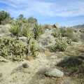 More desert cacti, Mojave Desert: San Diego to Joshua Tree and Twentynine Palms, California, US - 5th March 2006