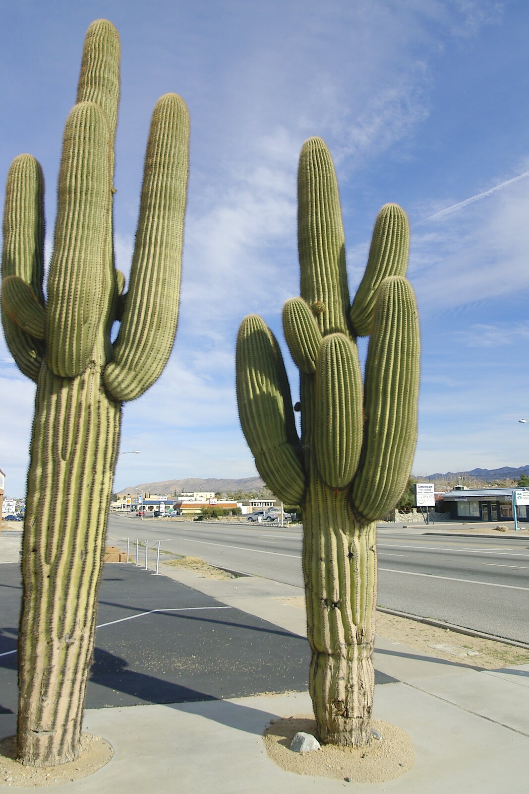 Two impressive cacti from Mojave Desert: San Diego to Joshua Tree and Twentynine Palms, California, US - 5th March 2006