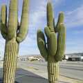 Two impressive cacti, Mojave Desert: San Diego to Joshua Tree and Twentynine Palms, California, US - 5th March 2006