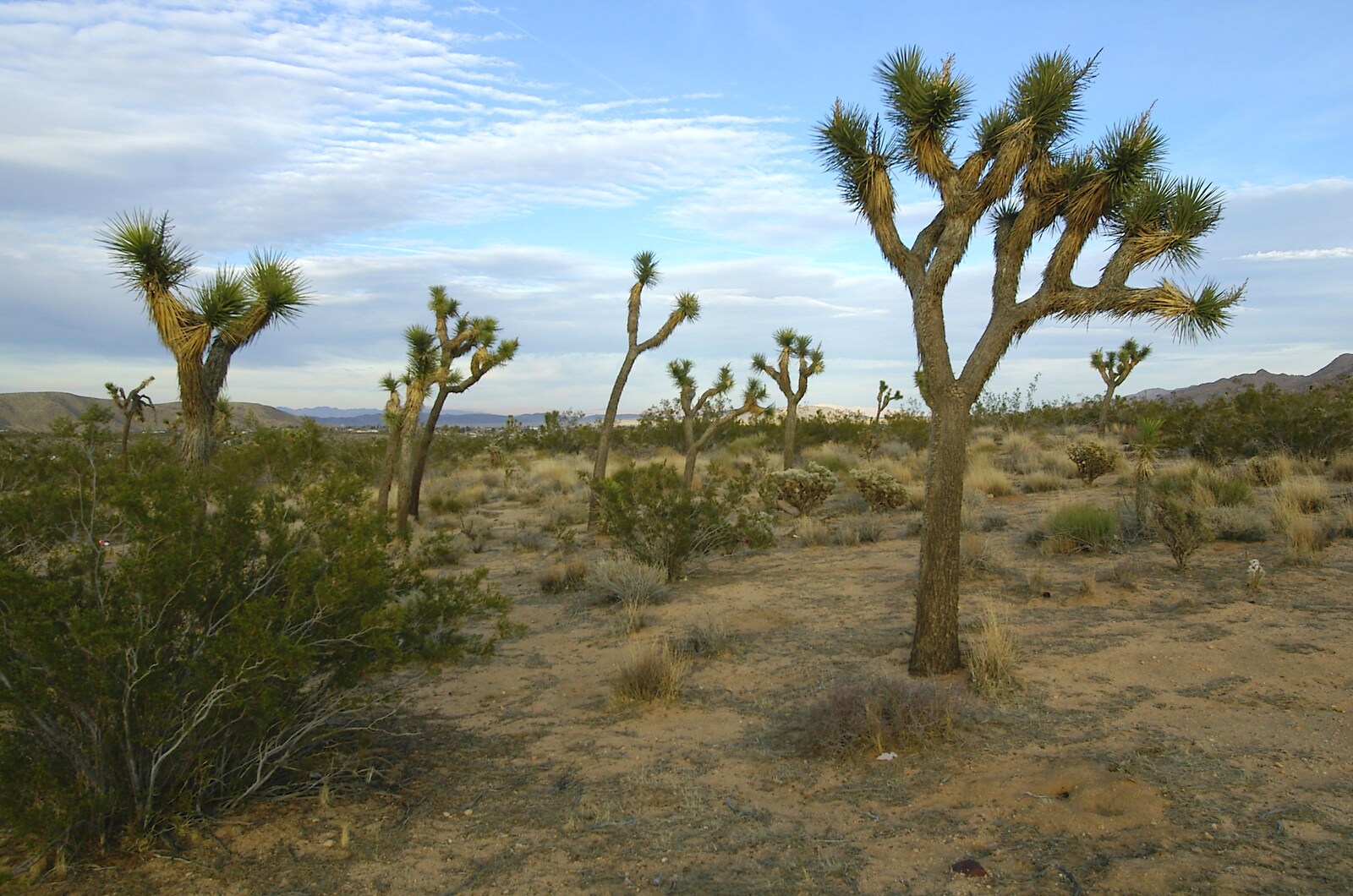 The famous trees of Joshua Tree from Mojave Desert: San Diego to Joshua Tree and Twentynine Palms, California, US - 5th March 2006