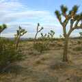The famous trees of Joshua Tree, Mojave Desert: San Diego to Joshua Tree and Twentynine Palms, California, US - 5th March 2006