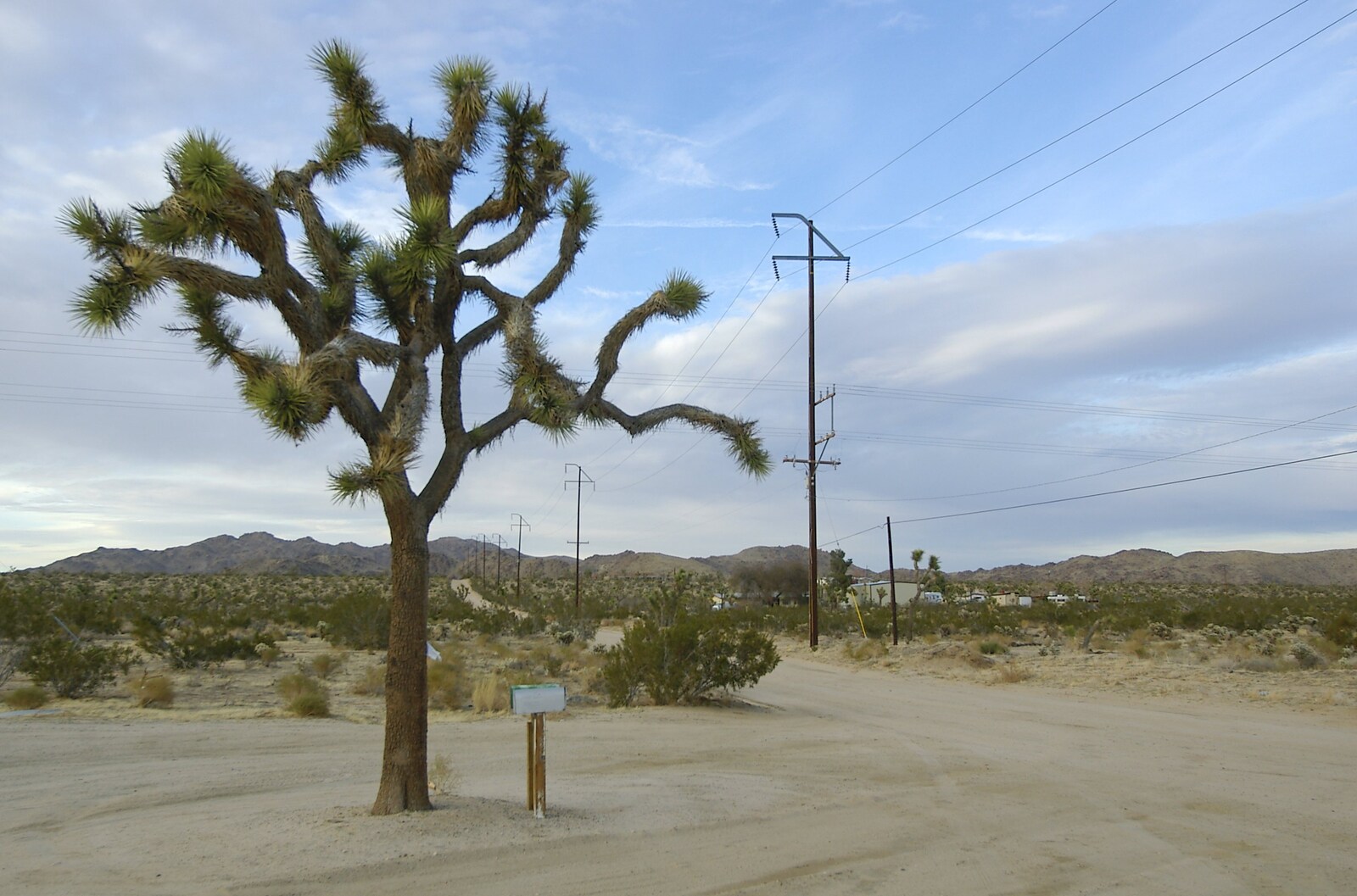 A tree, with its own postboxes from Mojave Desert: San Diego to Joshua Tree and Twentynine Palms, California, US - 5th March 2006