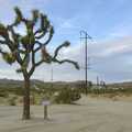A tree, with its own postboxes, Mojave Desert: San Diego to Joshua Tree and Twentynine Palms, California, US - 5th March 2006
