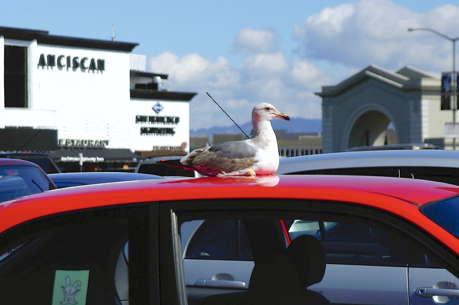 A seagull on a car from Chinatown, Telegraph Hill and Fisherman's Wharf, San Francisco, California, US - 11th March 2006