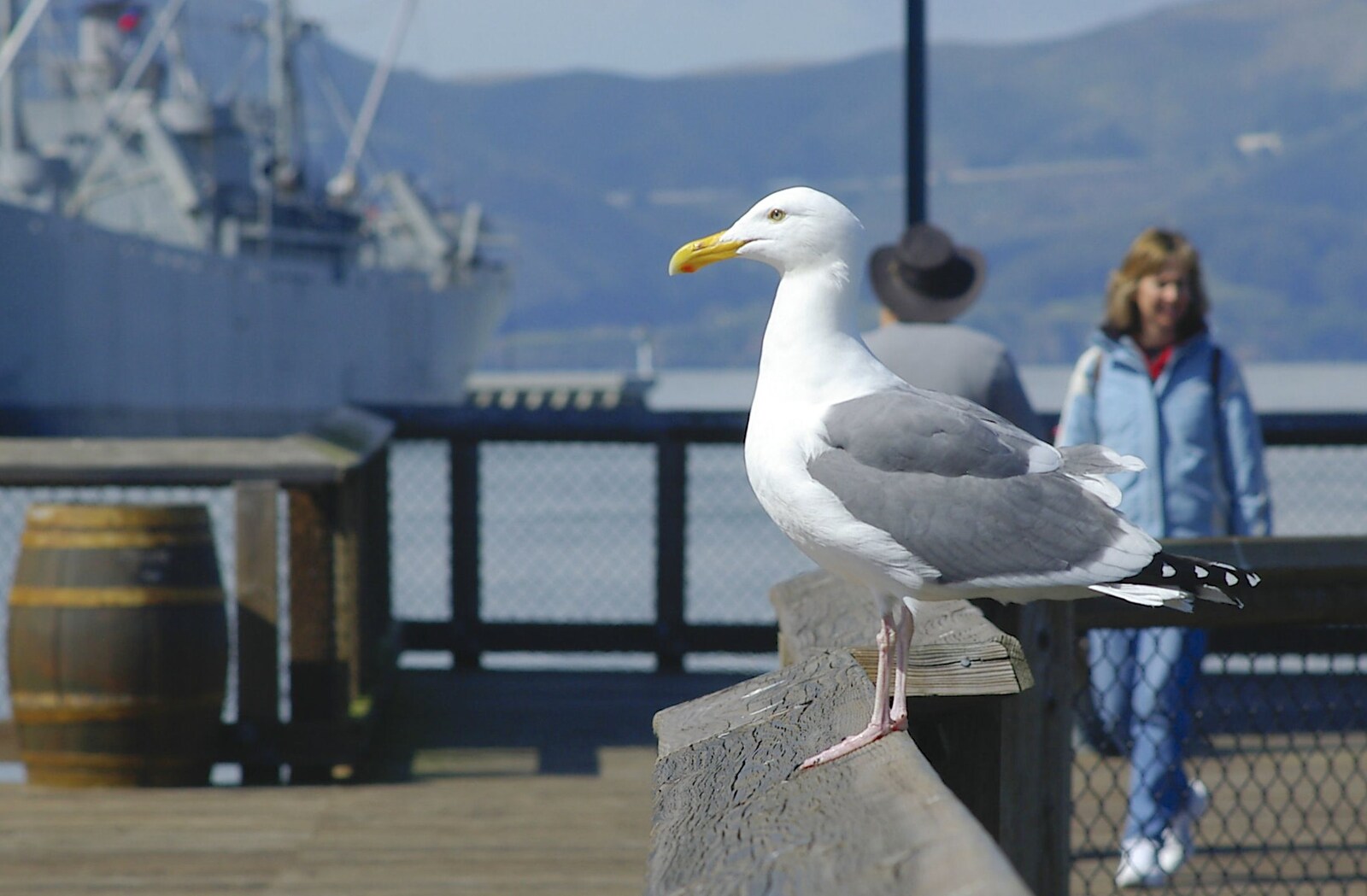 Another seagull from Chinatown, Telegraph Hill and Fisherman's Wharf, San Francisco, California, US - 11th March 2006