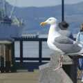 Another seagull, Chinatown, Telegraph Hill and Fisherman's Wharf, San Francisco, California, US - 11th March 2006