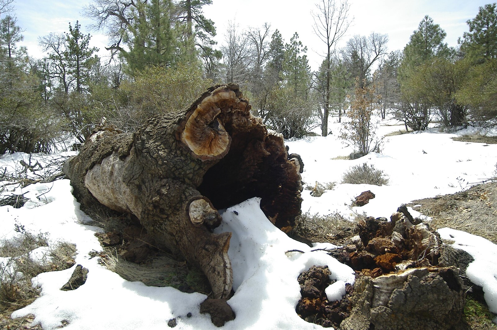 A tree stump in the snow from California Snow: San Bernadino State Forest, California, US - 26th March 2006