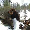 A tree stump in the snow, California Snow: San Bernadino State Forest, California, US - 26th March 2006