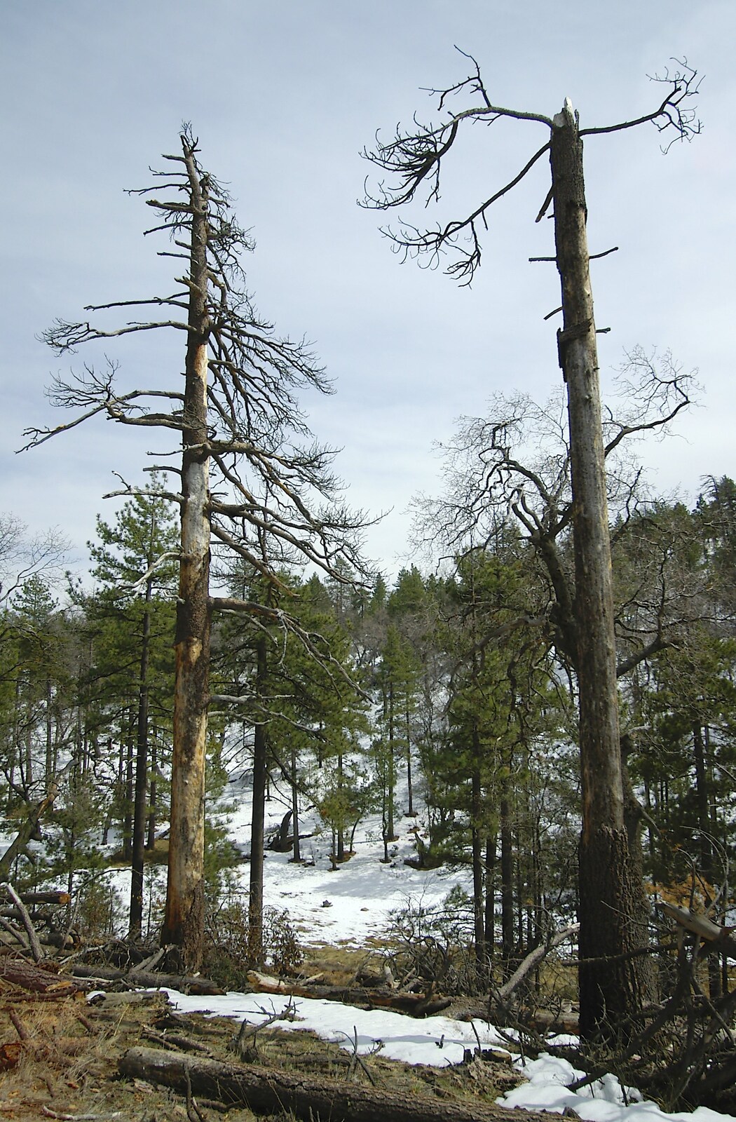Skeleton trees from California Snow: San Bernadino State Forest, California, US - 26th March 2006