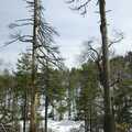 Skeleton trees, California Snow: San Bernadino State Forest, California, US - 26th March 2006