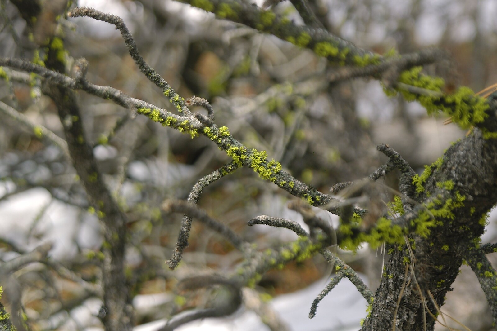 Lichen on a twig from California Snow: San Bernadino State Forest, California, US - 26th March 2006