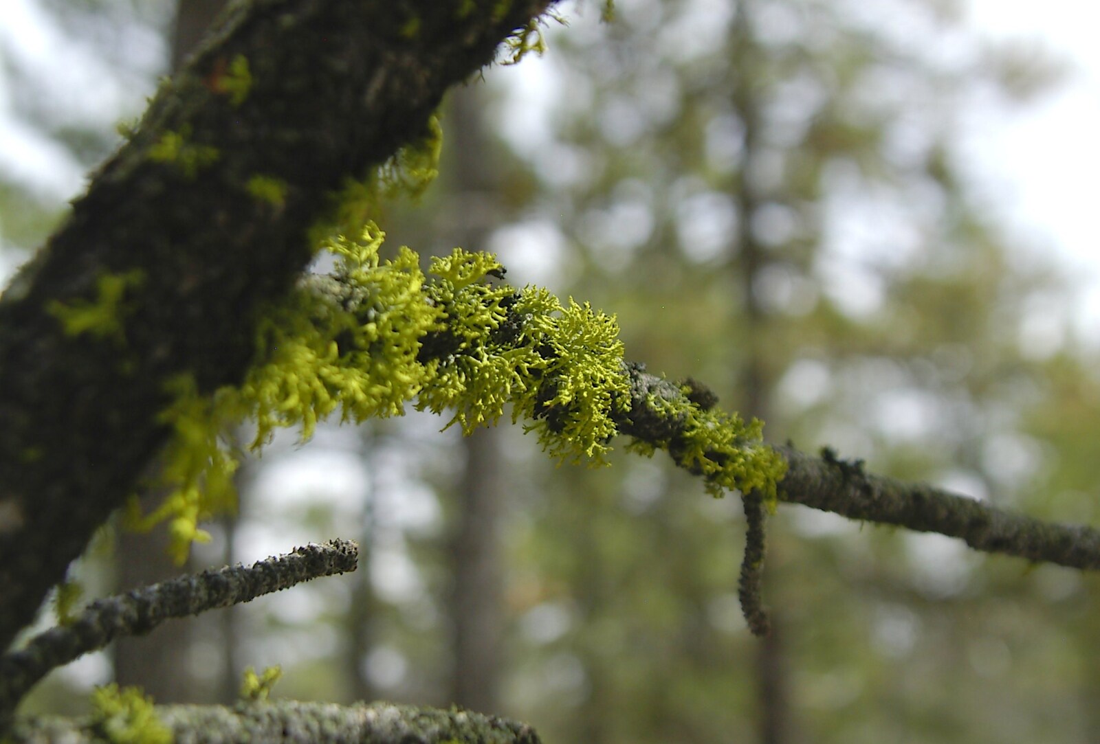 More tree moss from California Snow: San Bernadino State Forest, California, US - 26th March 2006