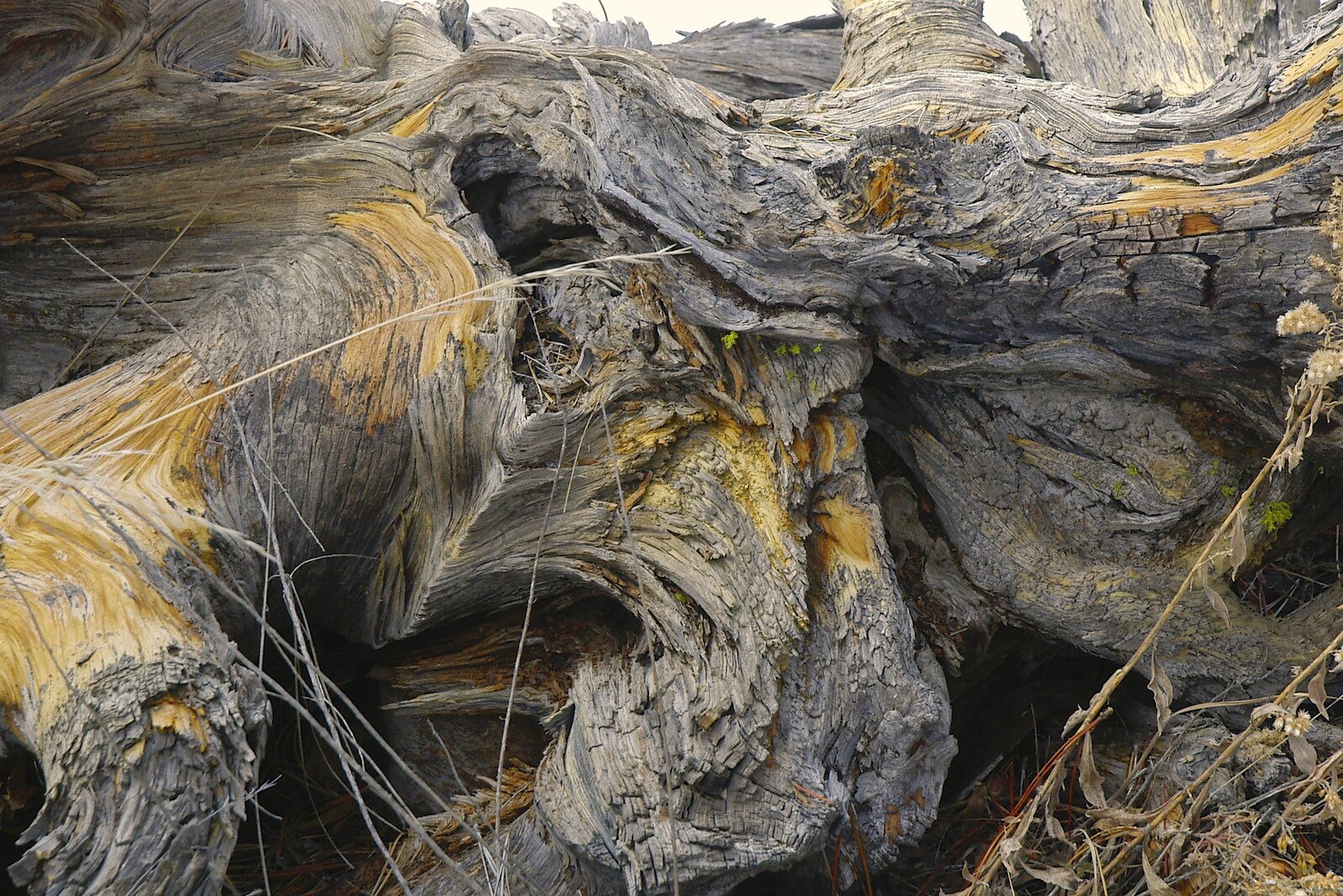 Nice grain in twisted wood from California Snow: San Bernadino State Forest, California, US - 26th March 2006