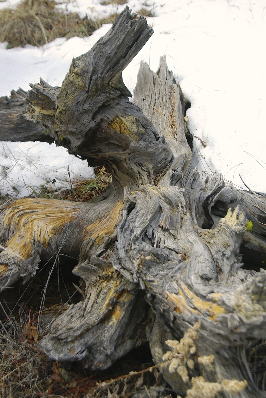 A gnarled stump from California Snow: San Bernadino State Forest, California, US - 26th March 2006