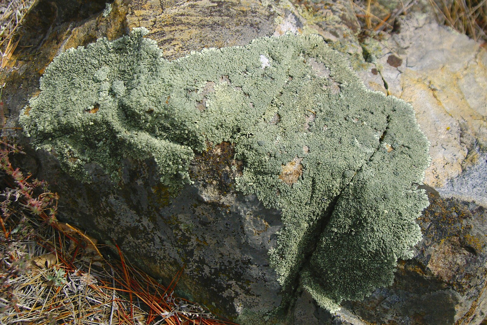 A sheet of pure green lichen from California Snow: San Bernadino State Forest, California, US - 26th March 2006