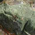 A sheet of pure green lichen, California Snow: San Bernadino State Forest, California, US - 26th March 2006
