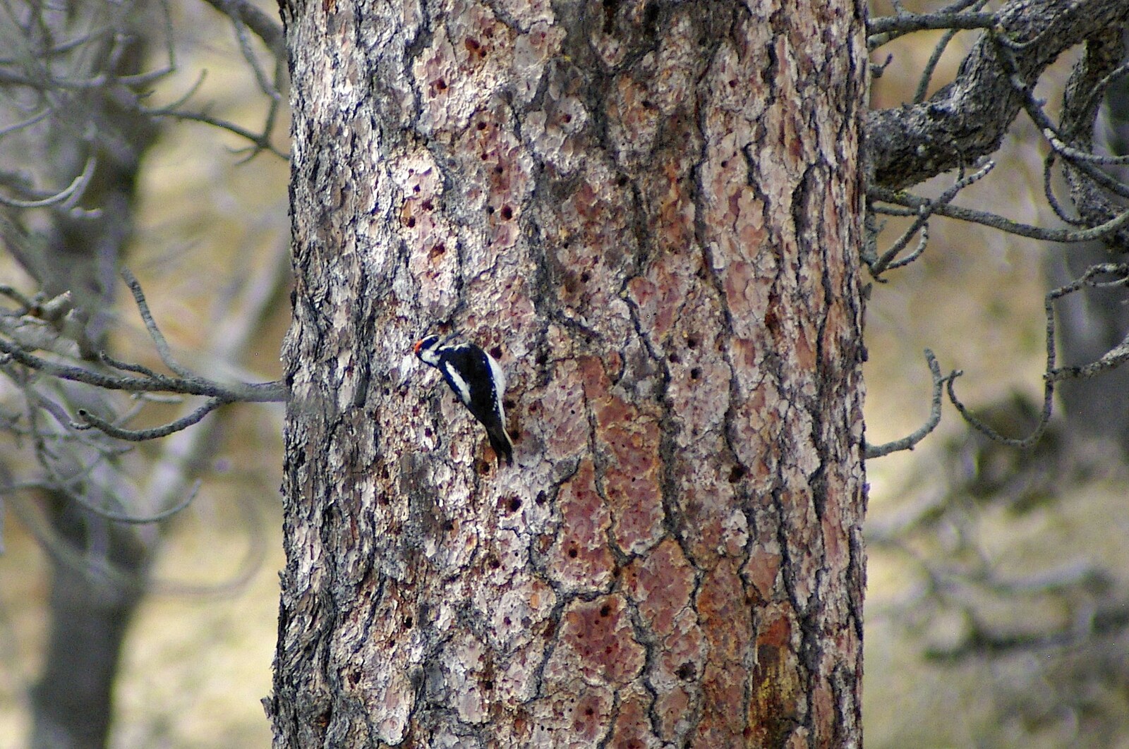 A headbanging woodpecker from California Snow: San Bernadino State Forest, California, US - 26th March 2006