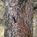 A headbanging woodpecker, California Snow: San Bernadino State Forest, California, US - 26th March 2006