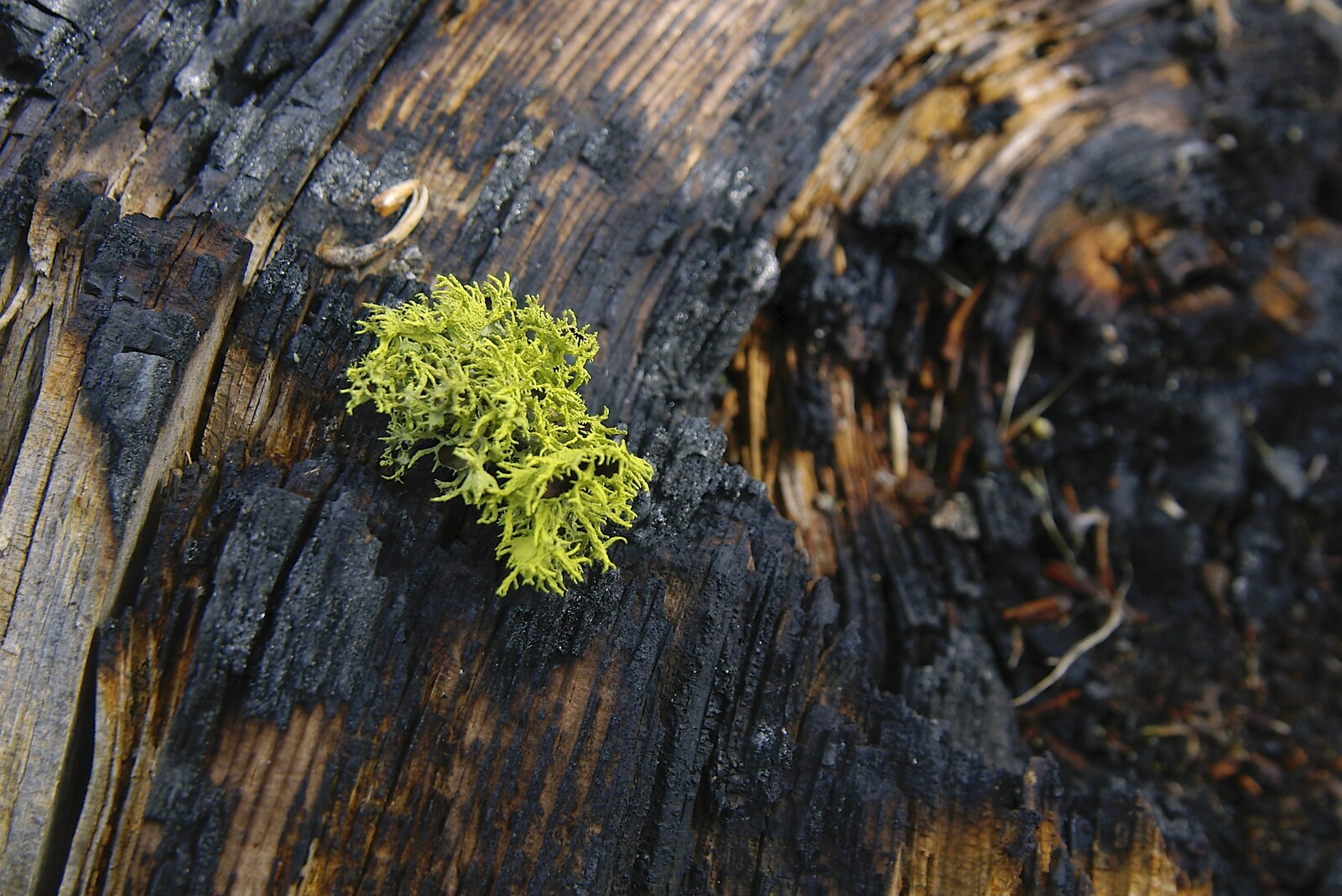 Bright green sphagnum moss on a burnt tree-trunk from California Snow: San Bernadino State Forest, California, US - 26th March 2006