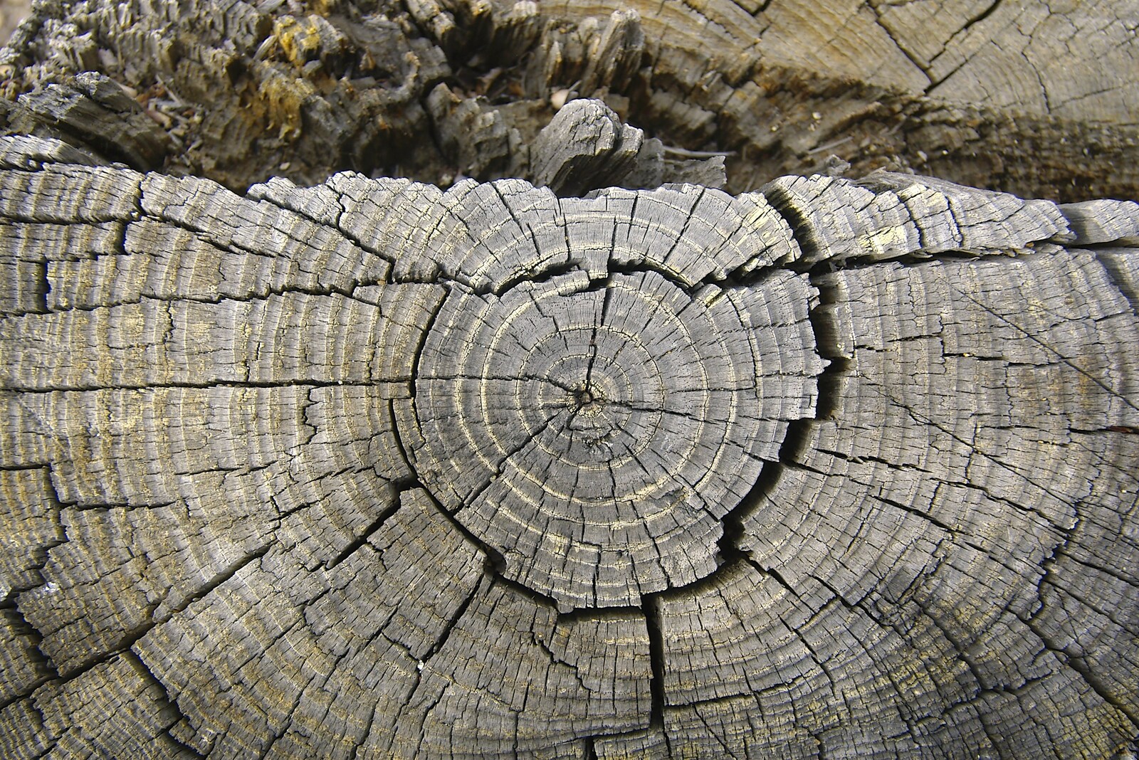 Cracked tree rings from California Snow: San Bernadino State Forest, California, US - 26th March 2006