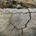 Cracked tree rings, California Snow: San Bernadino State Forest, California, US - 26th March 2006