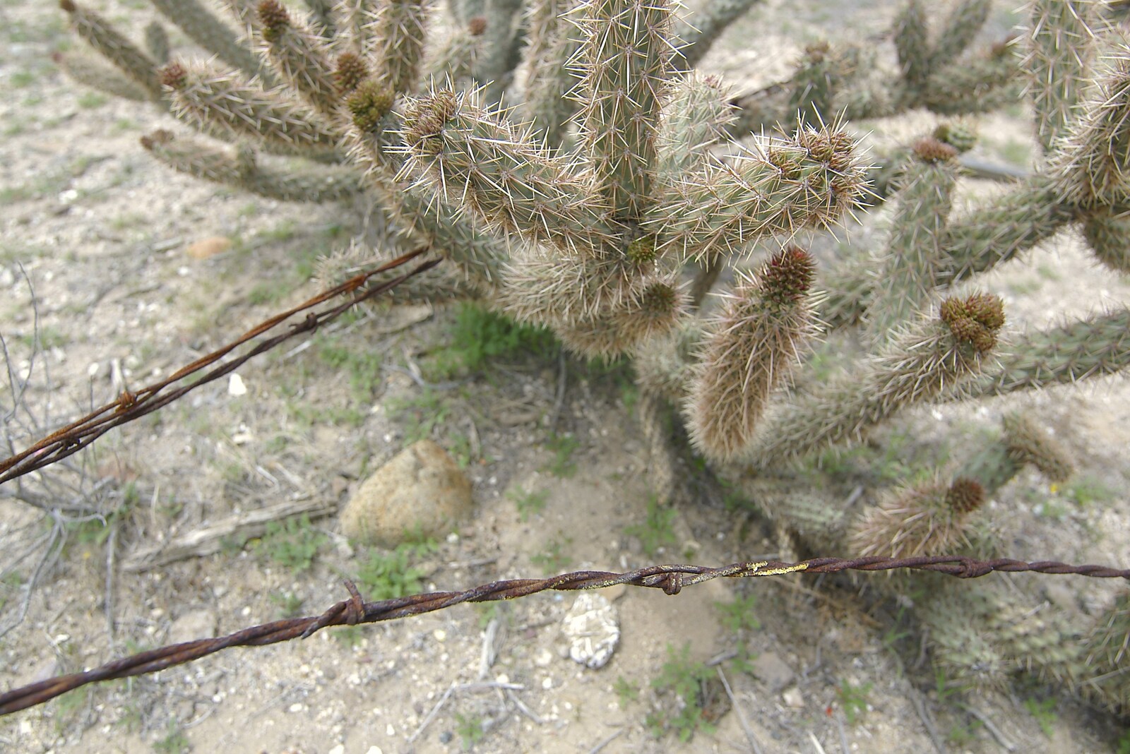 Barbed wire and cactus from San Diego Seven: The Desert and the Dunes, Arizona and California, US - 22nd April