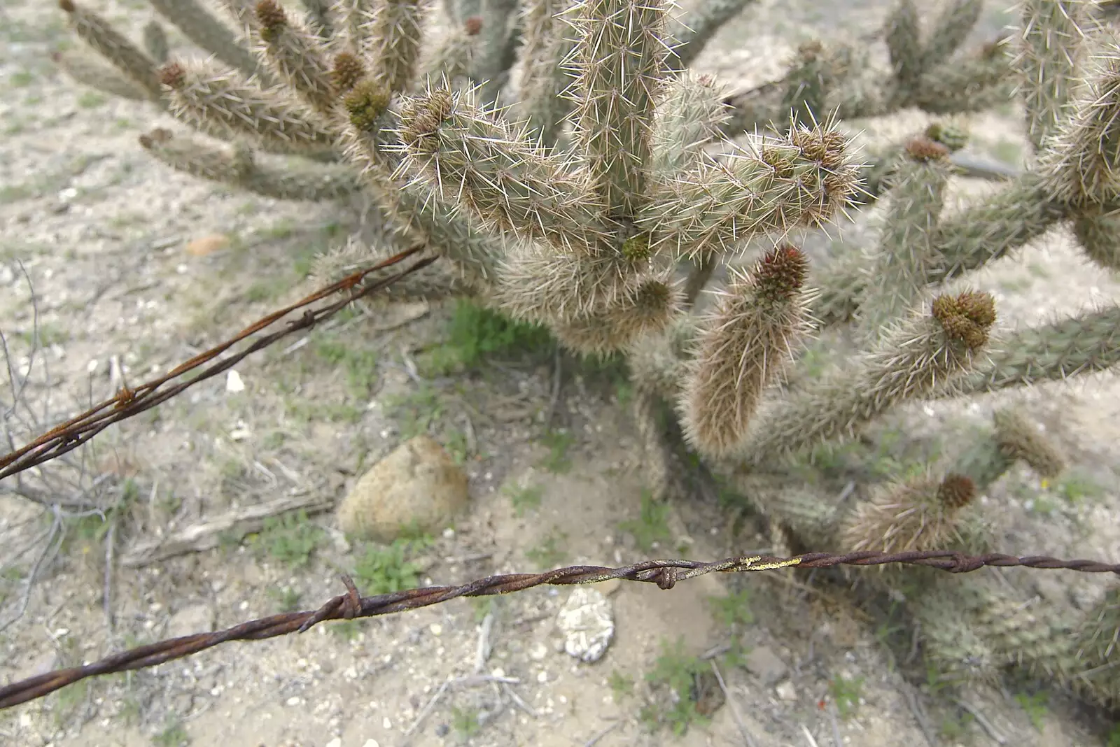 Barbed wire and cactus, from San Diego Seven: The Desert and the Dunes, Arizona and California, US - 22nd April