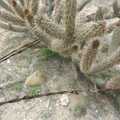 Barbed wire and cactus, San Diego Seven: The Desert and the Dunes, Arizona and California, US - 22nd April