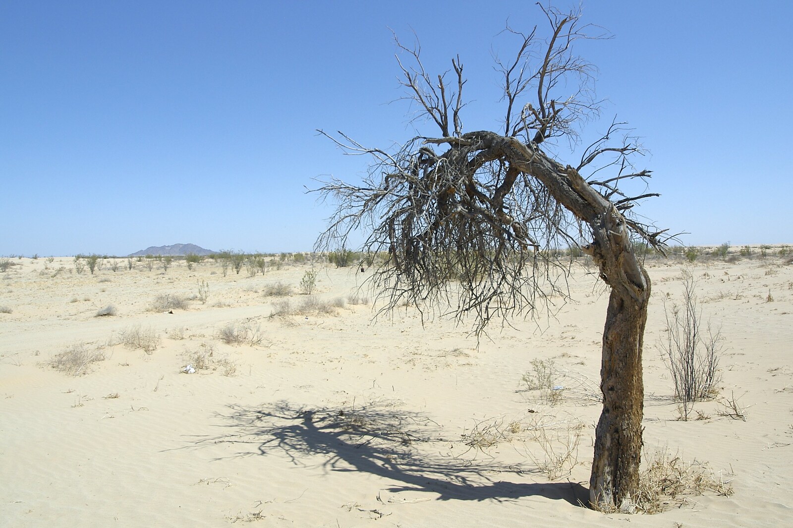 A gnarley tree, blown over from San Diego Seven: The Desert and the Dunes, Arizona and California, US - 22nd April