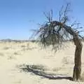 A gnarley tree, blown over, San Diego Seven: The Desert and the Dunes, Arizona and California, US - 22nd April