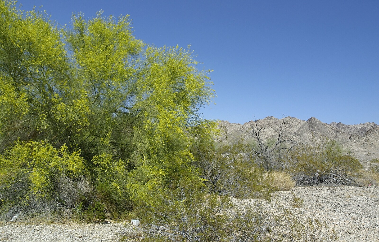Bright green foliage from San Diego Seven: The Desert and the Dunes, Arizona and California, US - 22nd April