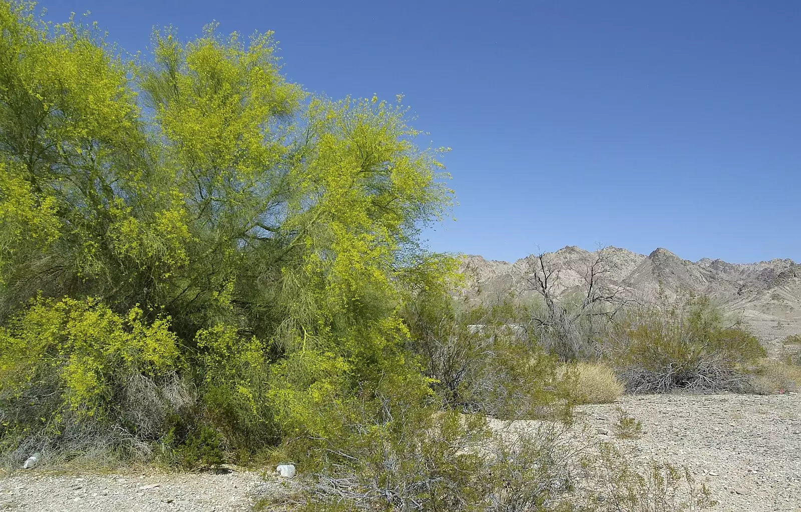 Bright green foliage, from San Diego Seven: The Desert and the Dunes, Arizona and California, US - 22nd April