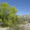 Bright green foliage, San Diego Seven: The Desert and the Dunes, Arizona and California, US - 22nd April